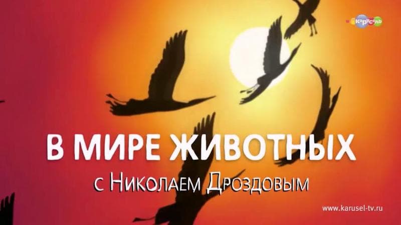 Передача "В мире животных", Первый — фото из отзыва «Все о жизни животных на планете.» (1 из 5)