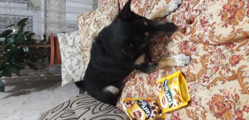 Запас кормов Pedigree на 2 недели — фото из отзыва «Дешёвый корм»