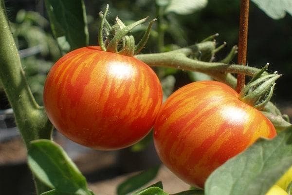 Томат сорта "Тигренок" — фото из отзыва «Сорт томатов с необычным, ярким окрасом.»