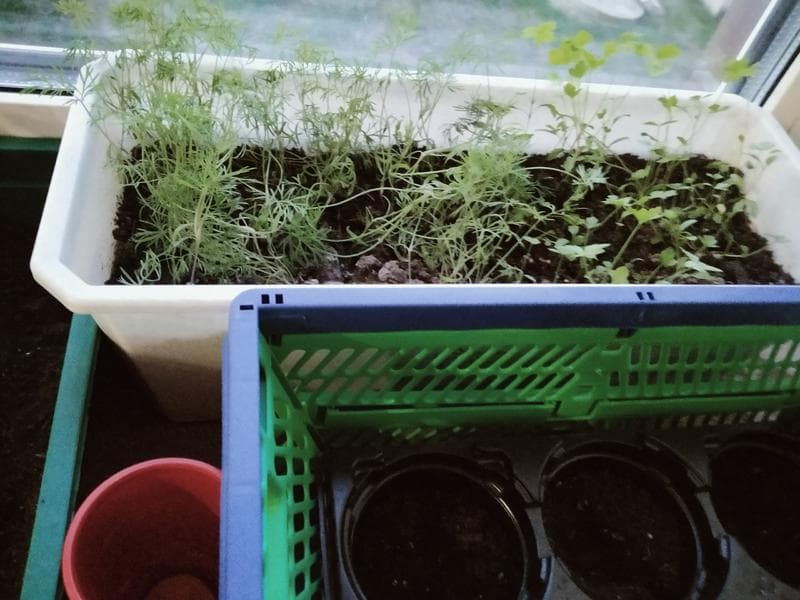 Семена Agroni укроп — фото из отзыва «Для новичка»