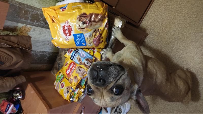 Запас кормов Pedigree на 2 недели — фото из отзыва «Отлично»