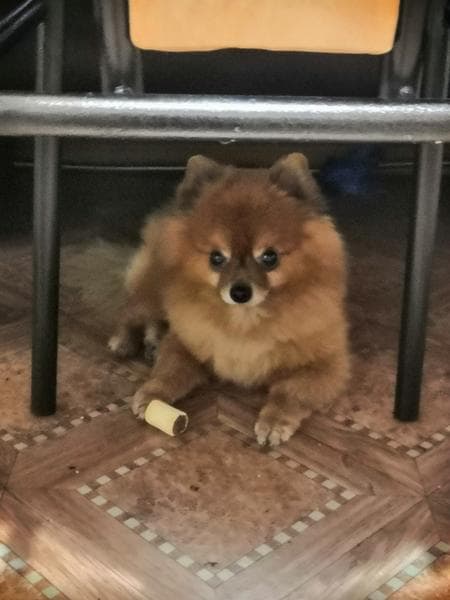 Корм для собак Pedigree — фото из отзыва «Аллергии у пса нет, шерсть блестит. Рекомендую к покупке!» (2 из 2)