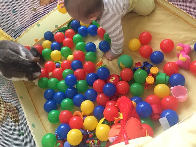 Манеж Babyton — фото из отзыва «Можно на время оставить малыша без присмотра» (2 из 2)