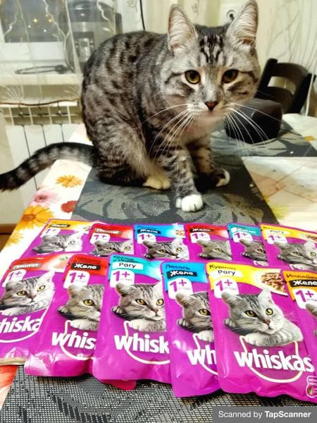 Wiskas — фото из отзыва «Великолепное решение для питания питомца»
