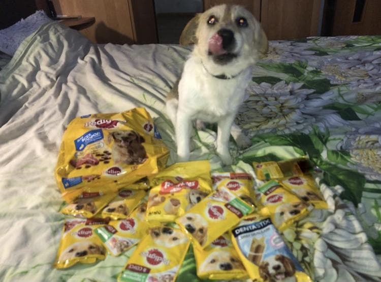 Запас кормов Pedigree на 2 недели — фото из отзыва «Собака довольна.»