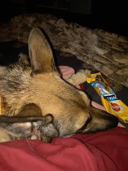 Запас кормов Pedigree на 2 недели — фото из отзыва «Шикарный подарок.» (2 из 3)