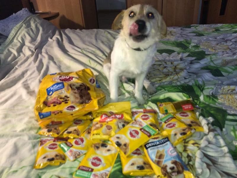 Запас кормов Pedigree на 2 недели — фото из отзыва «Собака довольна»
