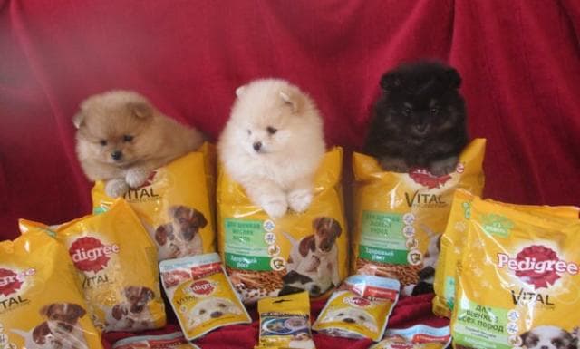 Корм для собак Pedigree — фото из отзыва «Отличный корм!»