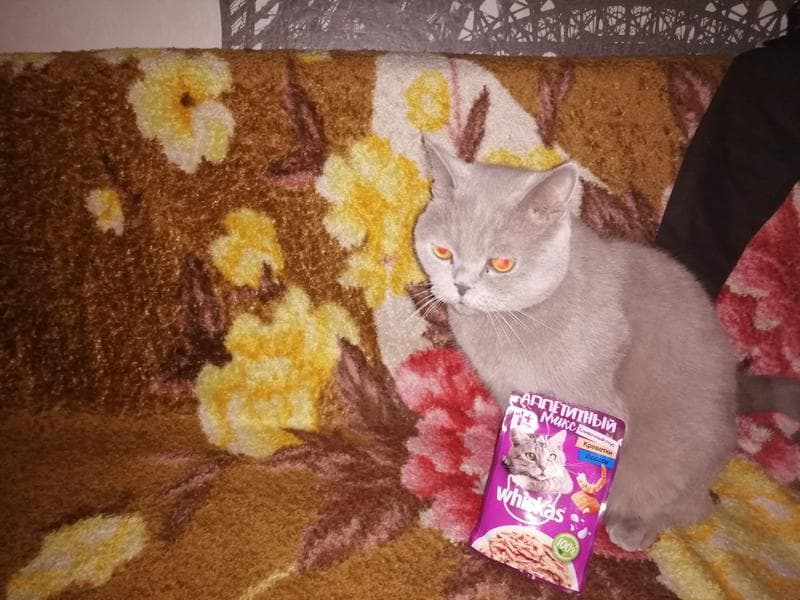 Wiskas — фото из отзыва «Отличная еда для нашего кота. кот доволен. Стало заметно, чт»