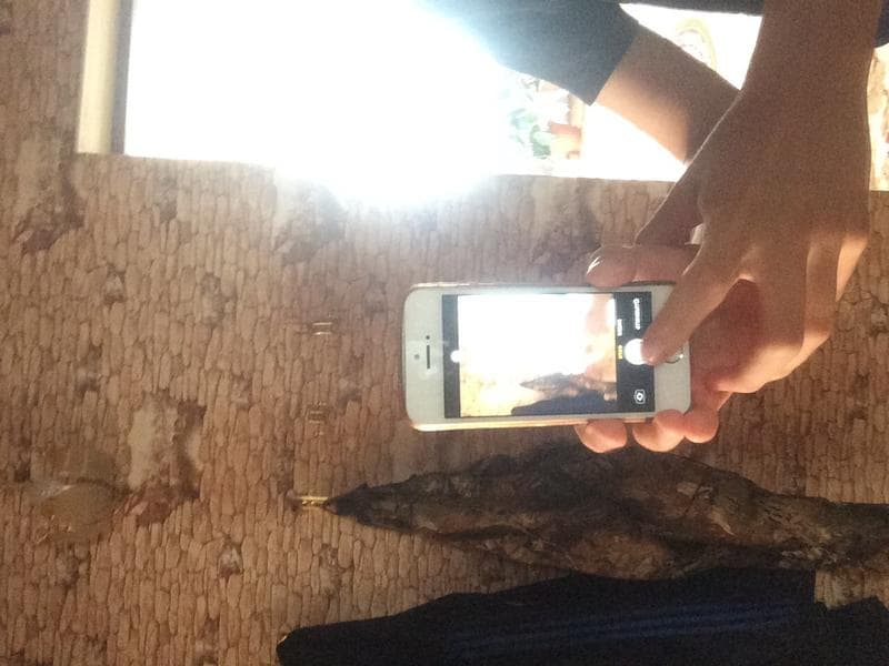 Телефон Apple iPhone 5 — фото из отзыва «Крутой мочный телефон.» (1 из 3)