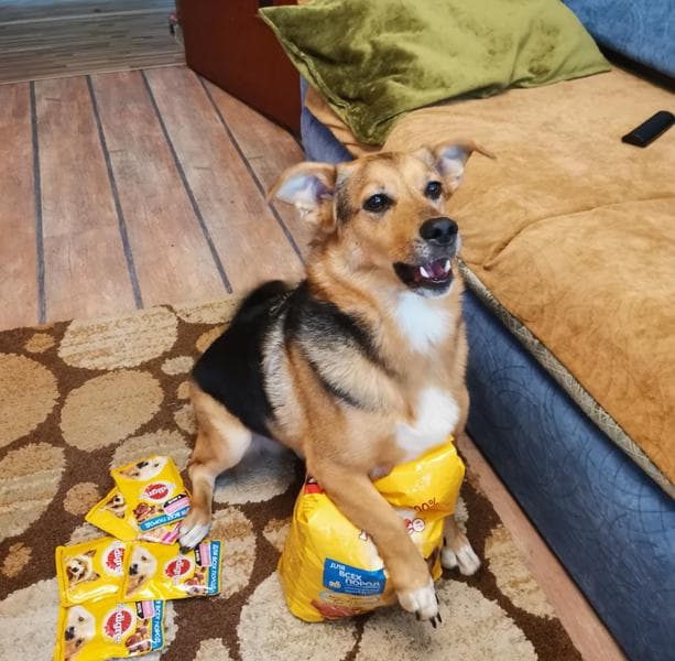 Запас кормов Pedigree на 2 недели — фото из отзыва «Отличная вкуснятина» (1 из 3)