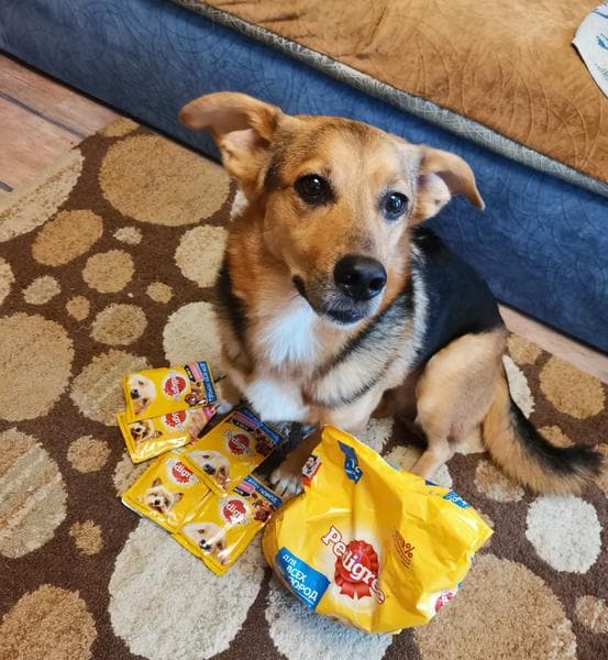 Запас кормов Pedigree на 2 недели — фото из отзыва «Отличная вкуснятина» (2 из 3)