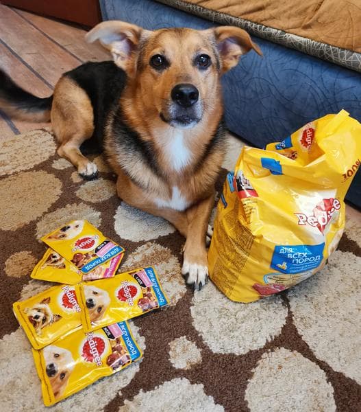 Запас кормов Pedigree на 2 недели — фото из отзыва «Отличная вкуснятина» (3 из 3)