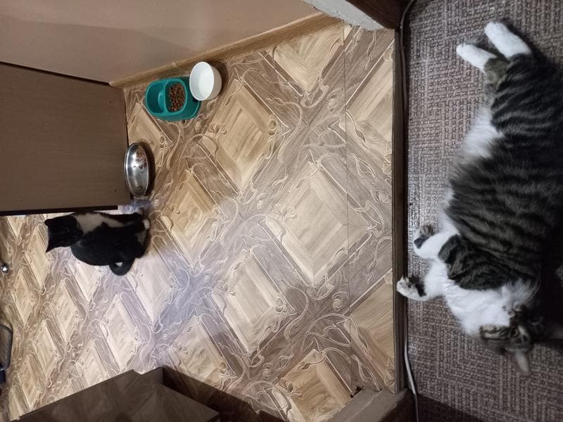 Whiskas — фото из отзыва «Хороший корм по приятной цене.» (3 из 3)
