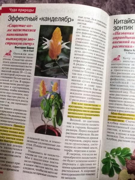 Журнал "Цветы в доме" — фото из отзыва «Журнал для любителей выращивать цветы» (2 из 5)