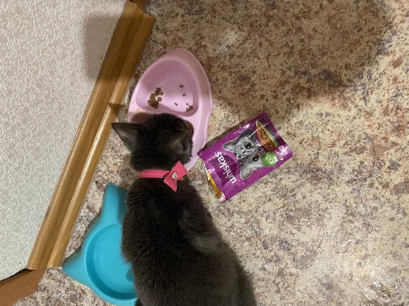 Корм для кошек whiskas — фото из отзыва «Моя киска предпочитает whiskas ❤️»