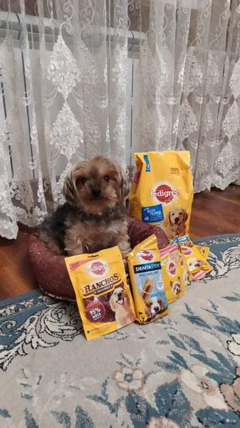Корм для собак Pedigree — фото из отзыва «Отличный корм за свои деньги, собака сказала "пища богов"!» (1 из 2)