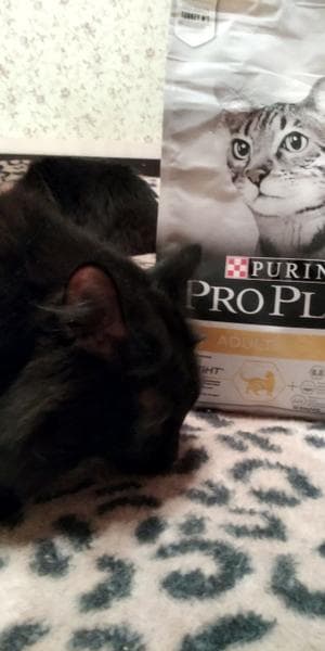 Сухой Корм Purina Pro Plan Light для кошек — фото из отзыва «Профессиональный корм для кошек с проблемами лишнего веса» (5 из 6)