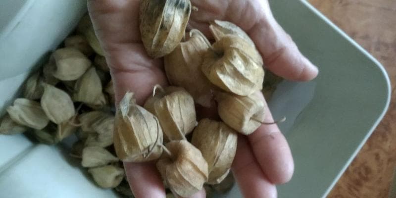 Ягоды — фото из отзыва «Удивительно вкусная и полезная ягода»