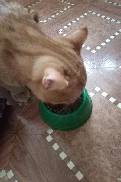 Smart cat сухой корм для кошек — фото из отзыва «Бюджетный корм премиум класса, котичек оценил»