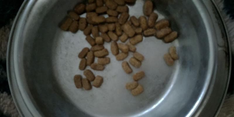 Сухой корм для кошек  ProPlan / Pro Plan Acti Prot — фото из отзыва «Достойная новинка у данного производителя» (2 из 6)