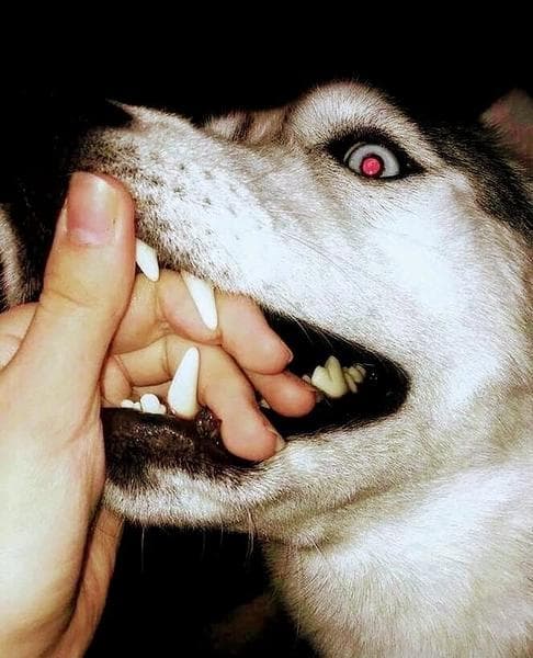 Хаски — фото из отзыва «Лучше друга не найти.» (3 из 5)