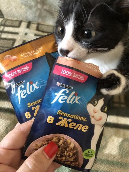 Felix Sensations в желе — фото из отзыва «Кошке нравится» (1 из 2)