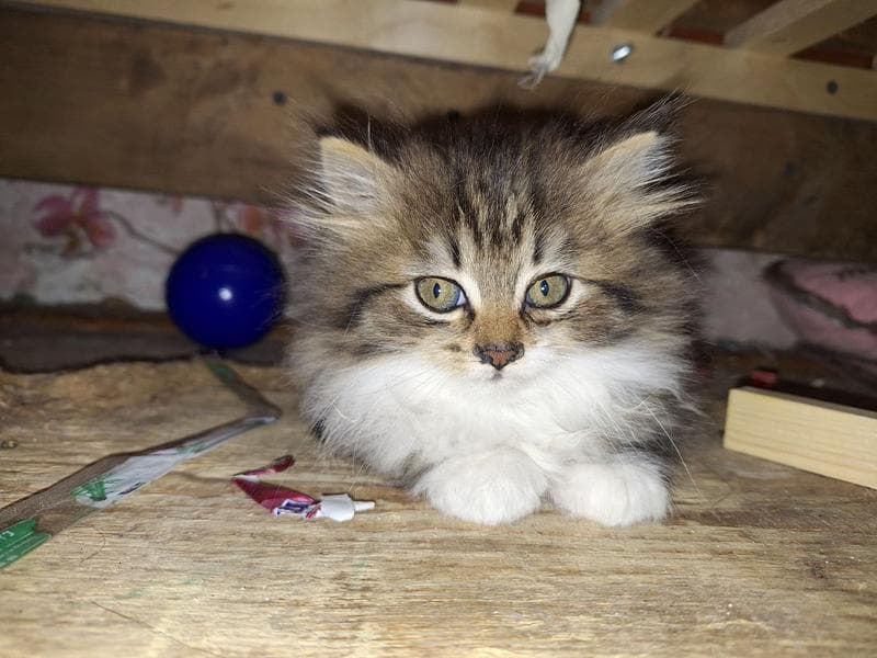Сериал "Сваты" (2009) — фото из отзыва «Я начал смотреть сериал сваты у друга, очень сильно понравил» (1 из 2)