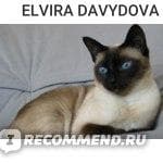 Тайская кошка — фото из отзыва «Пушистая красавица» (1 из 3)