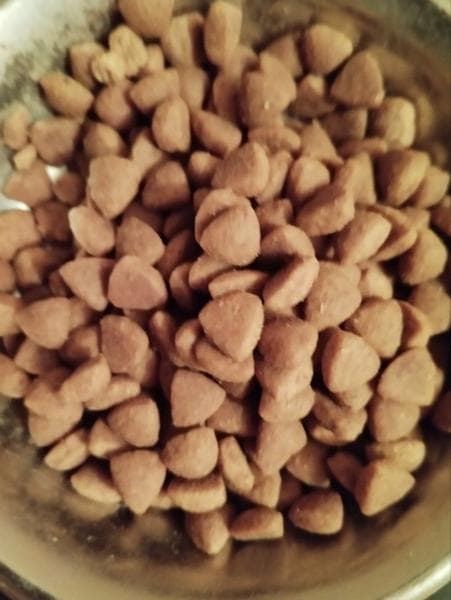Royal Canin GASTROINTESTINAL — фото из отзыва «Удивлена, но корм подошел котику лучше, чем премиальные зару»