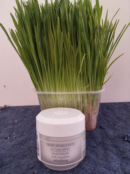 Крем для лица Sisley Moisturizer with Cucumber — фото из отзыва «Прекрасно подошел для чувствительной кожи»