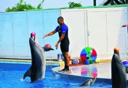 Дельфинарий Dolphinland, Анталия, Турция