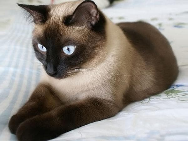 СИАМСКАЯ КОШКА