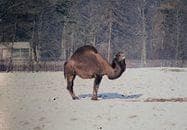 Нар