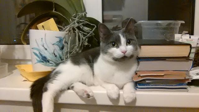 Кошка из медвежатника