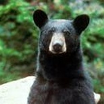 Бариба́л, или чёрный медведь фото 1 
