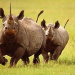 Носорог фото 1 