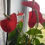 АМИНОСИЛ спрей Универсальный.Витамины для растений фото 4 