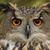 Owl225