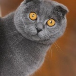 Шотландская вислоухая кошка или скоттиш-фолд фото 1 
