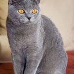 Британская короткошерстная кошка фото 1 