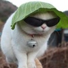 Кот
