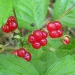 Костяника ягода фото 2 