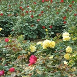 Роза фото 3 