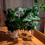 АМИНОСИЛ витамины для цветов концентрат 250 мл фото 5 