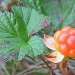 Морошка (ягода) фото 1 