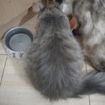 Сухой корм для кошек "Besar Cat" Naturally фото 1 