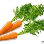Морковь фото 1 