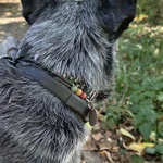 АДАПТИЛ Кальм Ошейник фото 1 