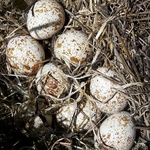 Яйца перепилинные фото 1 